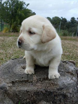 Labradores