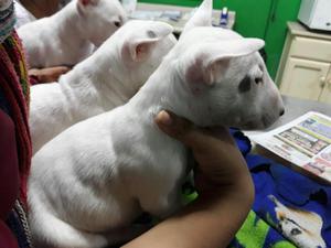 Lindos Cachorros Bull Terrier Inglés 2ms