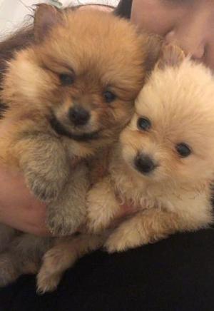 POMERANIA CACHORRITOS HERMOSOS