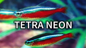 Peces Tetra Neon
