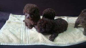 Poodle Chocolatitos Toy