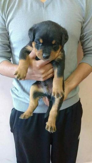 Rottweiler