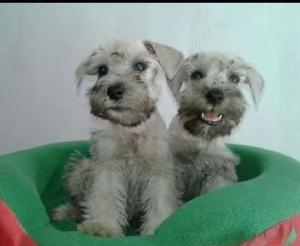 Schnauzer Plateados