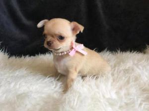 Se Vende Mi Lindo Cachorro Chihuahua