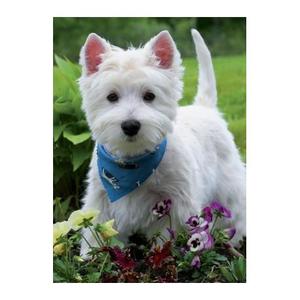 Se busca West Highland white terrier macho para monta