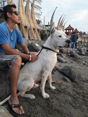 Servicio de Monta. Dogo Argentino.