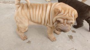 Shar Pei