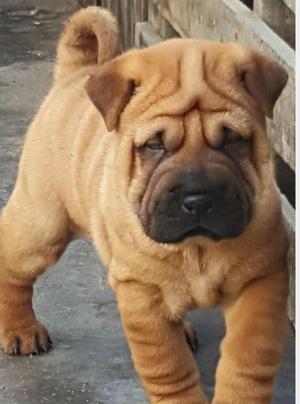 Sharpei