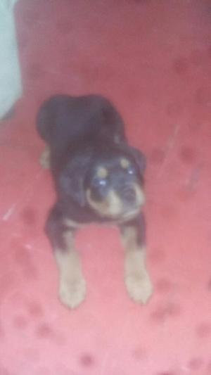 Vendo Perrito Rotweiler