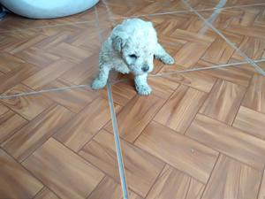 Vendo Poodle