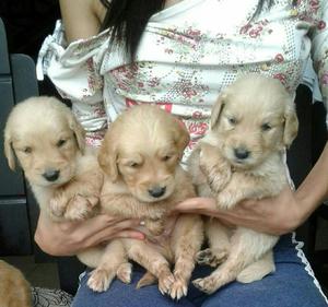 Venta de Cachorros Golden Retrievers