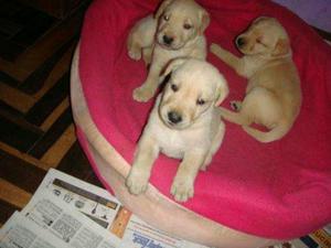 Venta de Cachorros Labradores