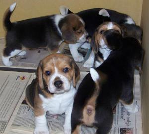 autenticos beagles