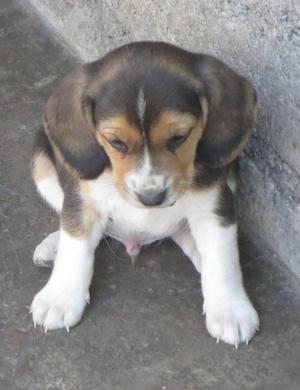 cachorritos raza beagle tricolor