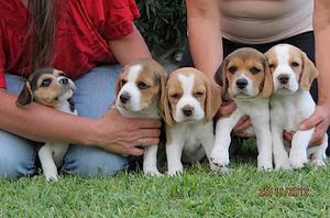 cachorros autenticos beagles tricolores
