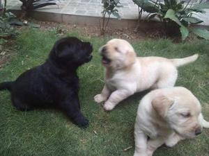 labrador cachorros negro y color hueso