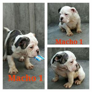 American Bully Cachorros 