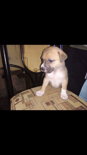 Cachorro Fusin en venta PitXBully