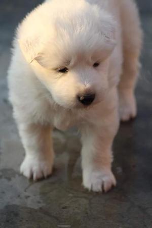 Cachorros Samoyedos