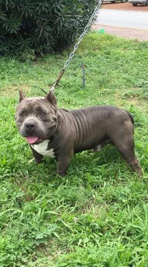 Cachorros disponibles de padre American bully pokect y madre
