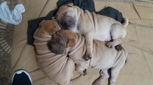 Cachorros sharpei