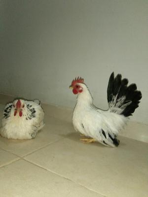 Gallitos Y Gallinitas Chilenas