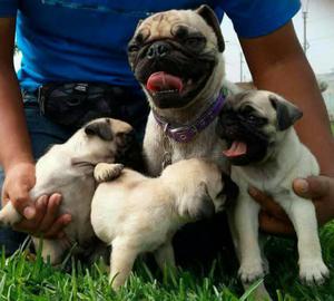 Lindos Pug Carllino