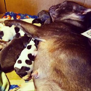 Nacieron Unos Lindos Bulldog Frances