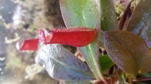 Plantas Carnivoras:nepenthes