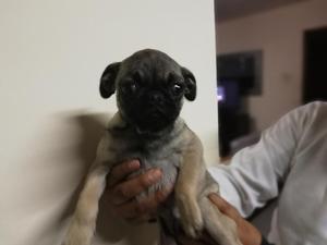 Pug Hembra 