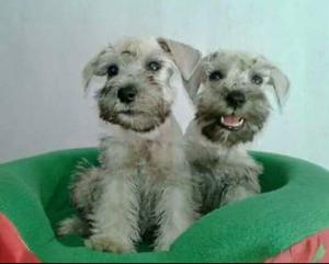 Schnauzer Plateados