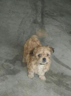 Se Vende Cachorro, Shitzu