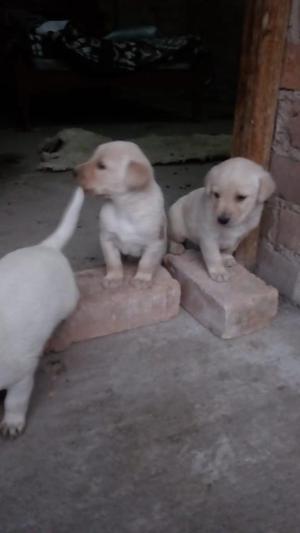 Se Vende Cachorros Labrador