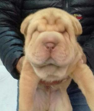 Sharpei