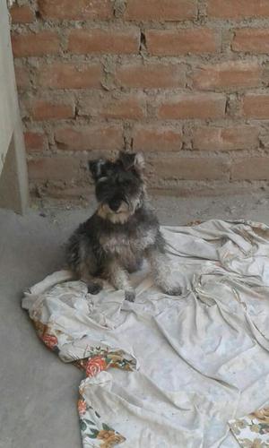 Vendo Perro Schnauzer