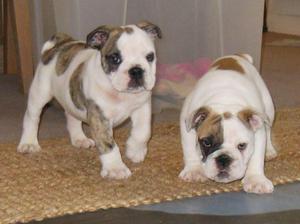 .cachorros de bulldog