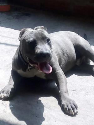 American Bully