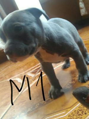 American Bully Ocacion