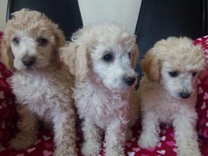 Cachorros Poodle