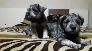 Cachorros Schnauzer