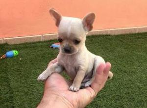 Hermosos Chihuahua Toy