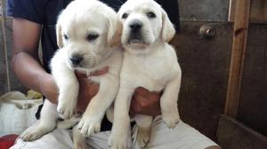 Labrador Bellos Robustos Inteligencia