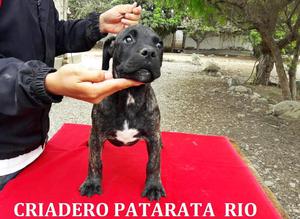 SE VENDE EXCELENTES CACHORROS DE LAS RAZAS DOGO CANARIO/DOGO