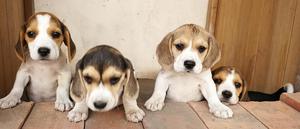 Vendo Cachorritas Beagle