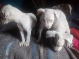 Vendo cachorros pitbull 300 coker spain ingles230pastor