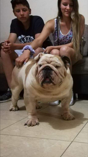 Bulldog ingls servicio de monta
