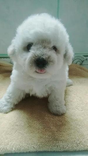 Cachorritos Bichon Frise