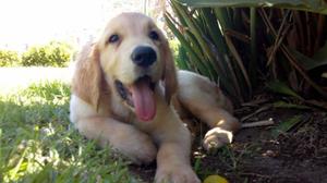 Golden Retriever Padres Pedegre