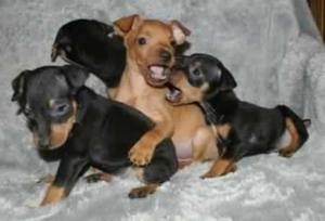 Pinscher Miniaturas Lindos Cachorros