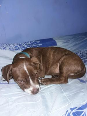 Vendo Cachorro Pitbull Macho por Viaje